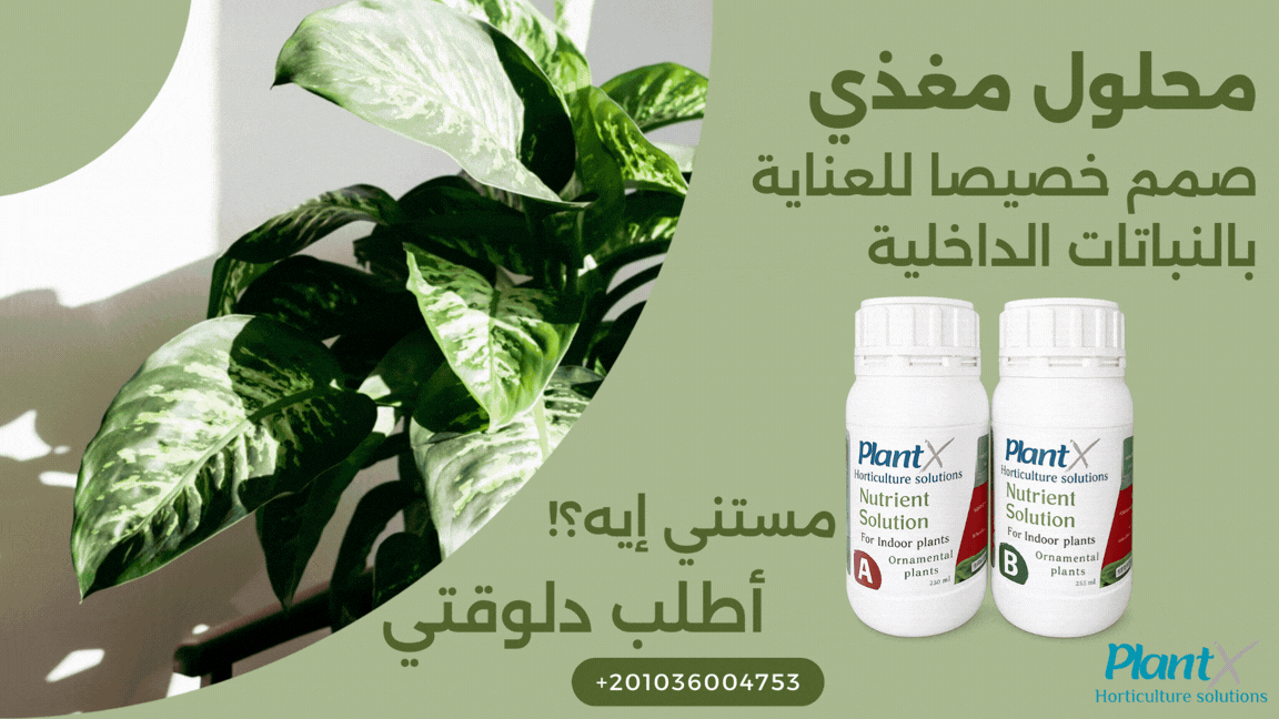 PlantX Nutrient Solution for Indoor Ornamental Plants and Shade Plants A&B