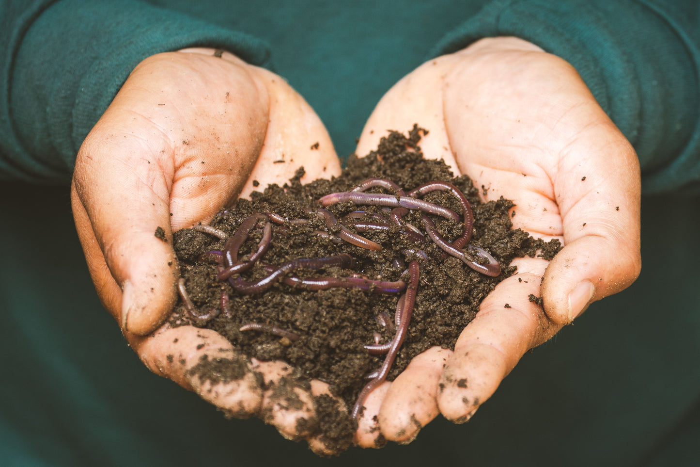 PlantX Vermicompost